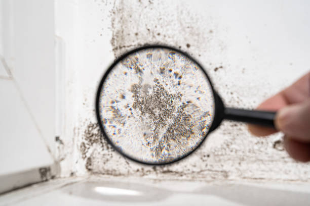 Best Mold Odor Removal Services  in Bloomfield, IA