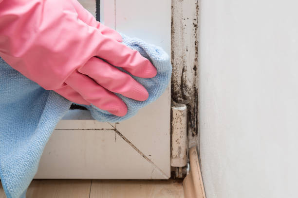 Best Mold Prevention Services  in Bloomfield, IA