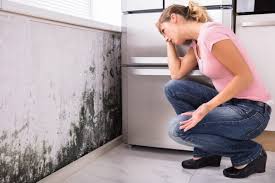 Best Emergency Mold Remediation  in Bloomfield, IA